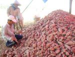 Khoai lang, tổ yến Việt Nam được xuất khẩu chính ngạch sang Trung Quốc