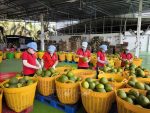 Gia hạn thuế và tiền thuê đất: Tăng dư địa dòng tiền, tiếp thêm động lực cho doanh nghiệp