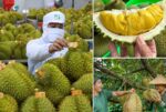 Không mở rộng diện tích sầu riêng; tập trung nâng cao năng suất, chất lượng