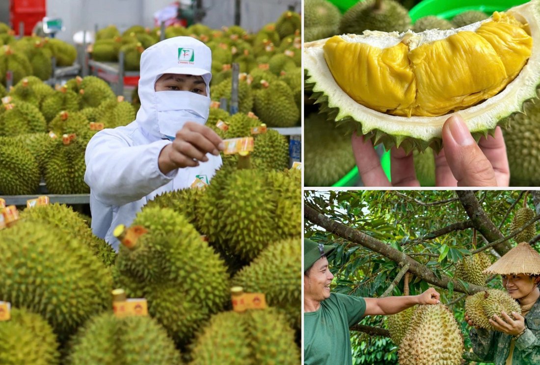 Không mở rộng diện tích sầu riêng; tập trung nâng cao năng suất, chất lượng